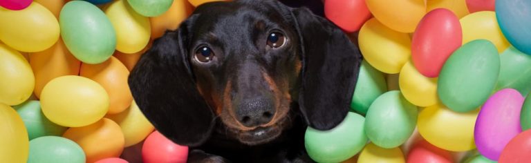 Dürfen Hunde Eier essen Rohe vs gekochte Eier