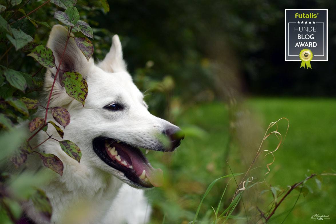 Hundekind Abby