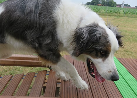 Assistenzhund Matze vor der Prüfung Assistenzhund Matze vor der Prüfung