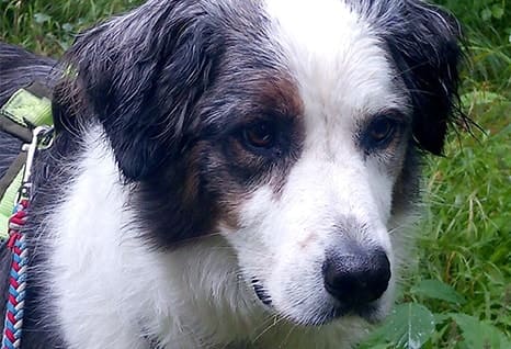 Assistenzhund Matze beim Wandern im Regen Assistenzhund Matze beim Wandern im Regen