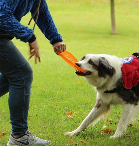 Assistenzhund spielt Assistenzhund spielt