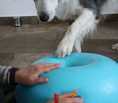 PTBS Assistenzhund Matze - Übung mit Donut PTBS Assistenzhund Matze - Übung mit Donut