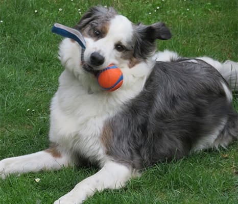 Assistenzhund Matze im Garten Assistenzhund Matze im Garten
