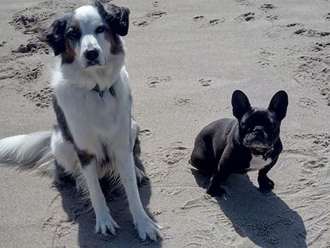 Assistenzhund Matze mit Hundefreund Assistenzhund Matze mit Hundefreund