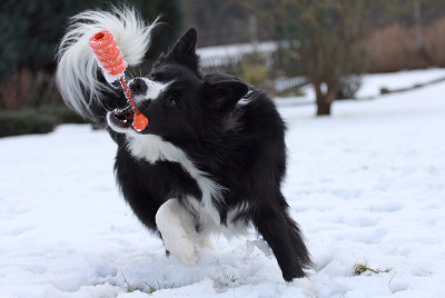 futalis Hund des Monats Fido futalis Fotowettbewerb Hund des Monats Januar 16