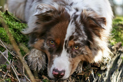 futalis Hund des Monats Finja futalis Fotowettbewerb Hund des Monats Mrz 15