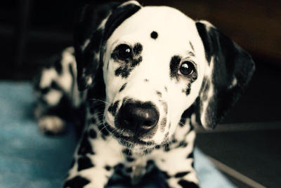 futalis Hund des Monats Juno futalis Fotowettbewerb Hund des Monats Mai 15