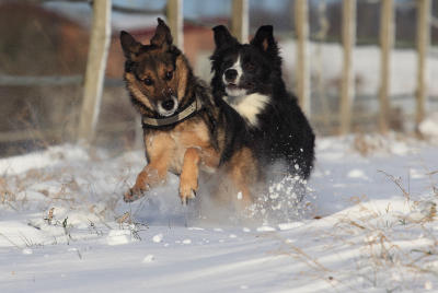 futalis Hund des Monats Kira und Fido futalis Fotowettbewerb Hund des Monats Februar 15