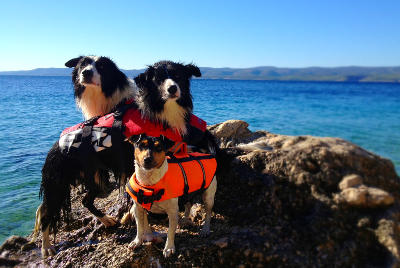 futalis Hunde des Monats Milo, Holly & Jessy futalis Fotowettbewerb Hund des Monats August 15