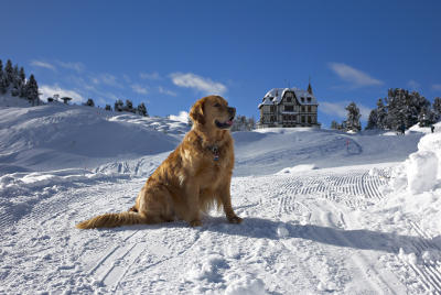 futalis Hund des Monats Ole futalis Fotowettbewerb Hund des Monats Jan 15