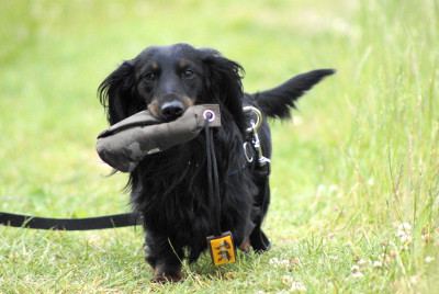 futalis Hund des Monats Peppi futalis Fotowettbewerb Hund des Monats Juni 15