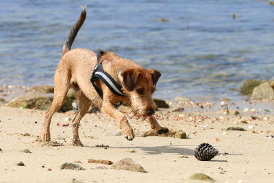 futalis Hund des Monats Pipo futalis Fotowettbewerb Hund des Monats Juli 15