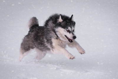 futalis Hund des Monats Polly futalis Fotowettbewerb Hund des Monats Dezember 15