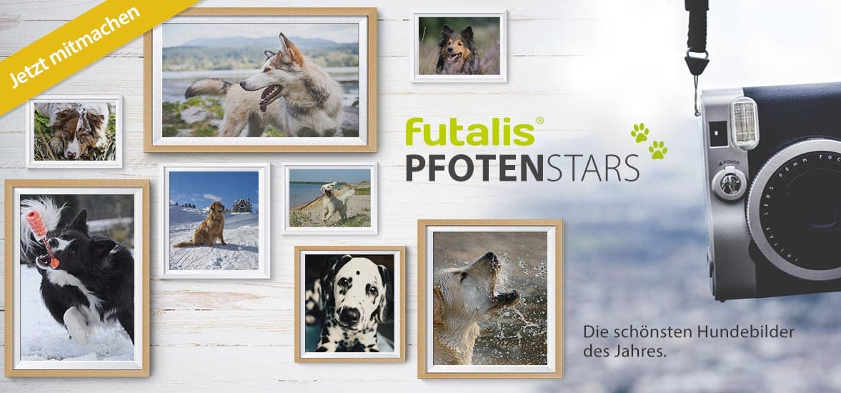 futalis Pfotenstars gesucht