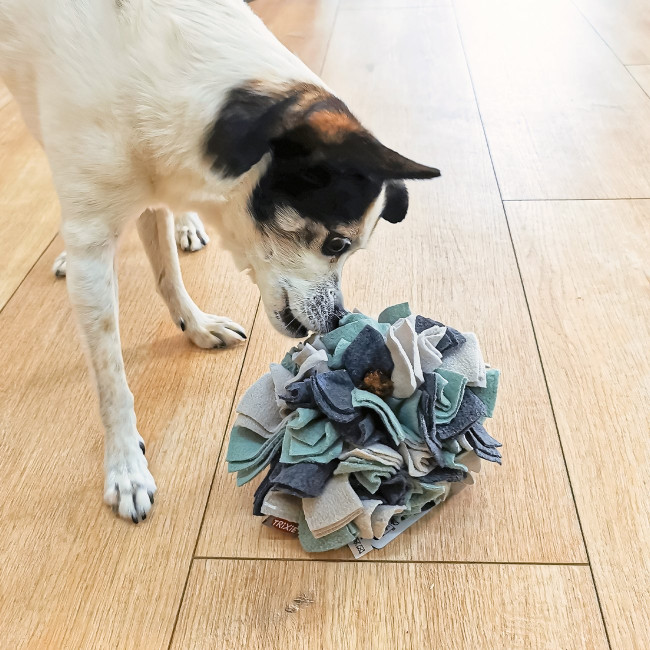 Hundeduft-Trainingsset – Interaktives Schnüffelspielzeug Mit Anisduft | Fördert Nasenarbeit & Mentale Auslastung
