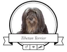 Hundefutter Tibet Terrier Tibet Terrier Futter für rassespezifische Krankheiten