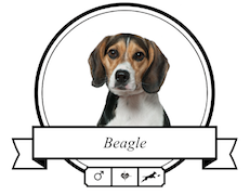 Hundefutter Beagle Beagle Futter für rassespezifische Krankheiten