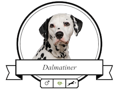 Hundefutter für Dalmatiner Dalmatiner Futter für rassespezifische Krankheiten