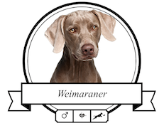 Hundefutter Weimaraner Weimaraner Futter für rassespezifische Krankheiten