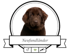 Hundefutter Neufundländer Neufundländer Futter für rassespezifische Krankheiten
