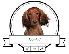 Hundefutter für Dackel Dackel (Teckel/Dachshund) Futter für rassespezifische Krankheiten