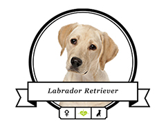Hundefutter Labrador Retriever Labrador Retriever Futter für rassespezifische Krankheiten