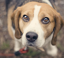 Antijagdtraining: Beagle mit Leine