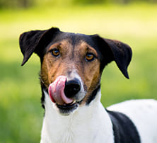 Geschmackssinn Hund