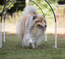 Hoopers Agility