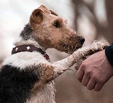 Mensch und Hund: Was kostet ein Hund im Monat