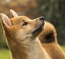 Geschmackssinn Hund