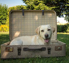 Urlaub mit Hund: Hund im Koffer