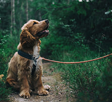 Schleppleinentraining für Hunde