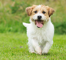 Hund Hitze abkühlen