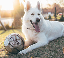 Hunde motivieren