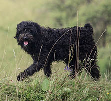 Zecken beim Hund