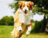 Informationen rund um Hundehaltung