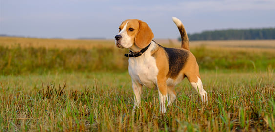 Beagle mit Übergewicht