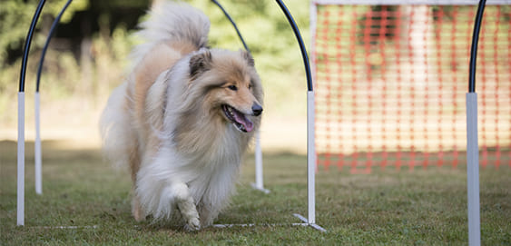 Hund Slalom Hund Slalom