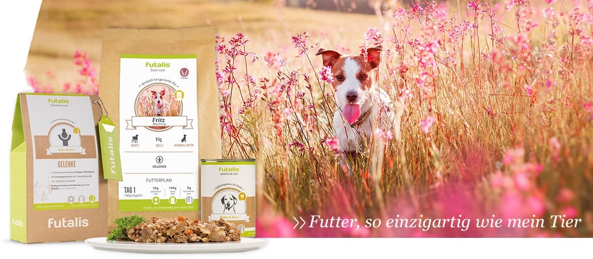 Futter berechnen Erste Hilfe für den kranken Hund