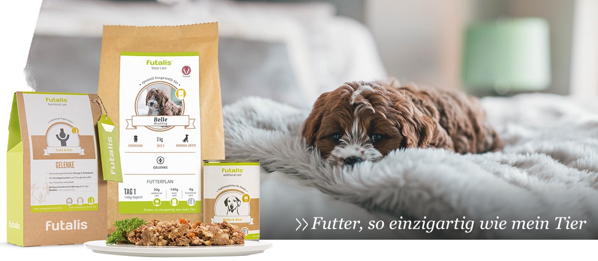 Futter berechnen Hund im Bett hat Angst vor Silvester