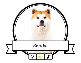 Akita Beniko Akita Beniko