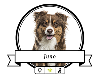 Australian Shepherd Juno Australian Shepherd Juno