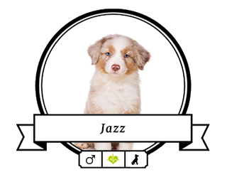 Australian Shepherd Jazz Australian Shepherd Jazz