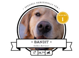 futalis Kundenstimme von: Bandit (Golden Retriever) futalis Kundenstimme von: Bandit (Golden Retriever)