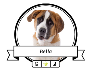 Bernhardiner Bella Bernhardiner Bella