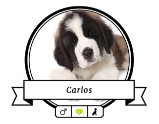 Bernhardiner Carlos Bernhardiner Carlos