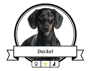Dackel Wilma Dackel Wilma