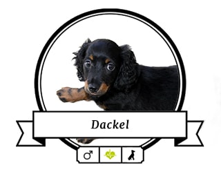 Dackel Wallace Dackel Wallace