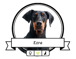 Dobermann Ezra Dobermann Ezra